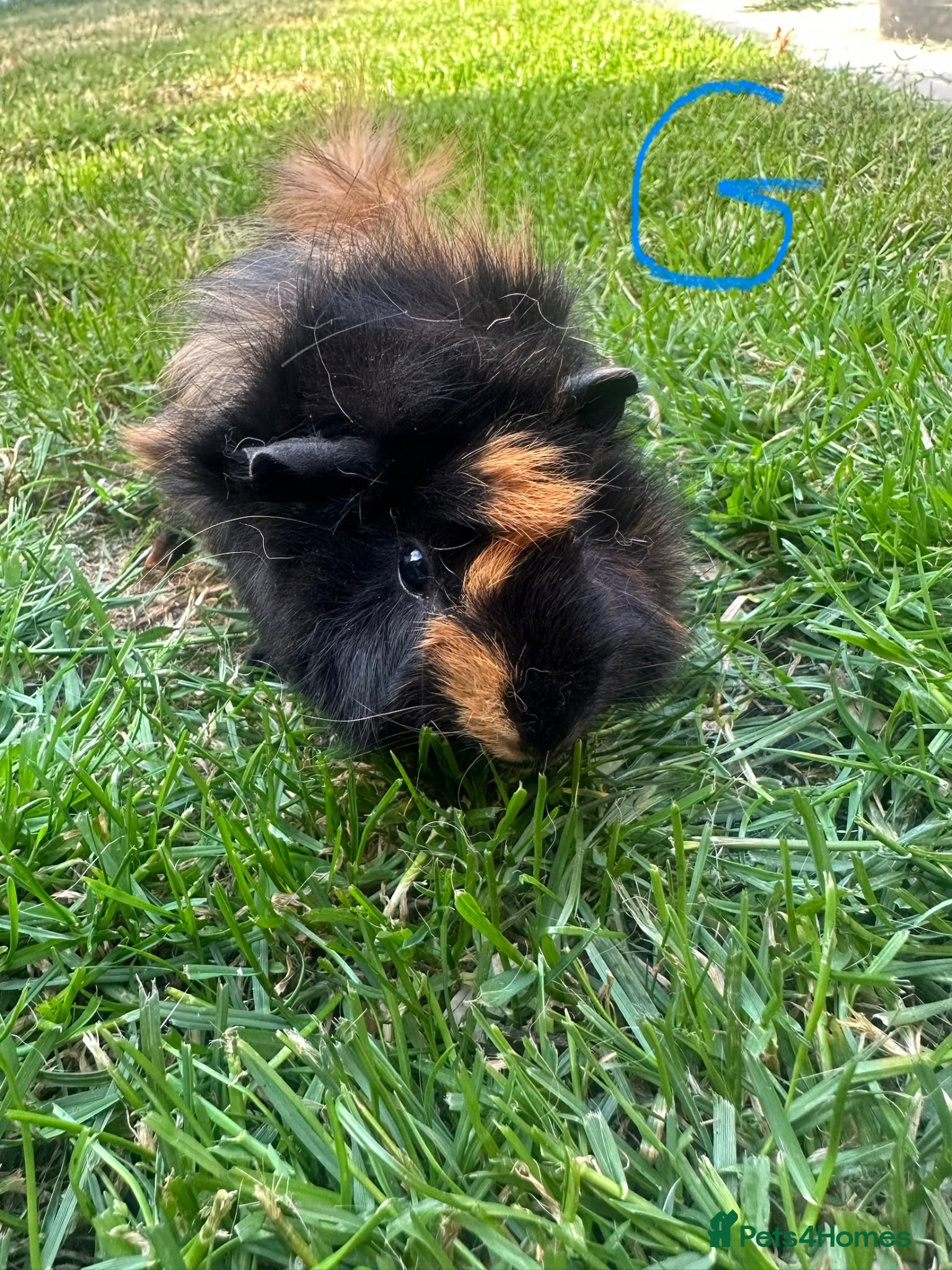 Guinea Pig rodents Female and male Guinea Pigs For Sale - Advert 2
