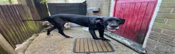 Great Dane dogs for sale: Female Great Dane Belle  in Dover - Advert 3