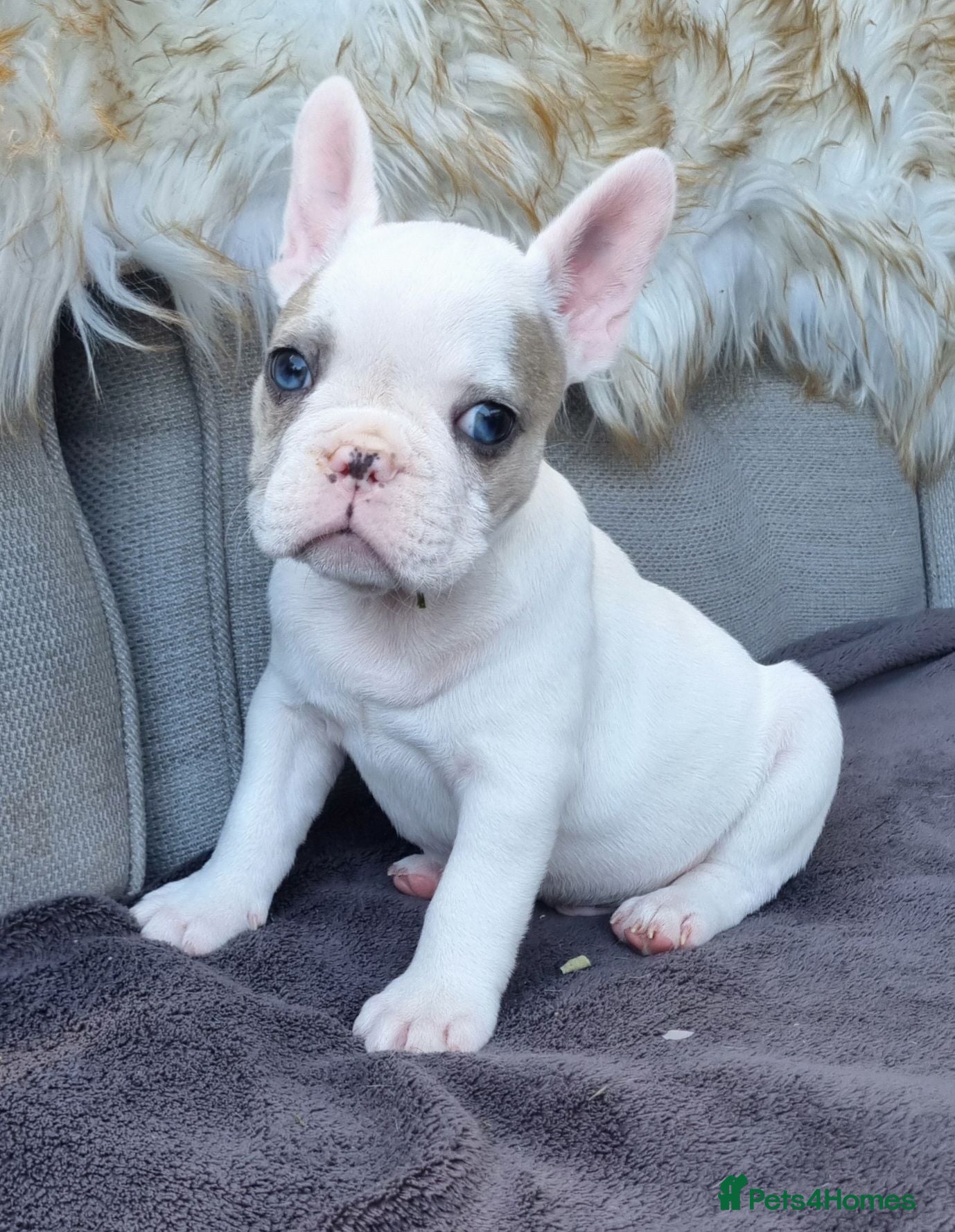 French Bulldog dogs Stunning White/pied French Bulldogs - Advert 6