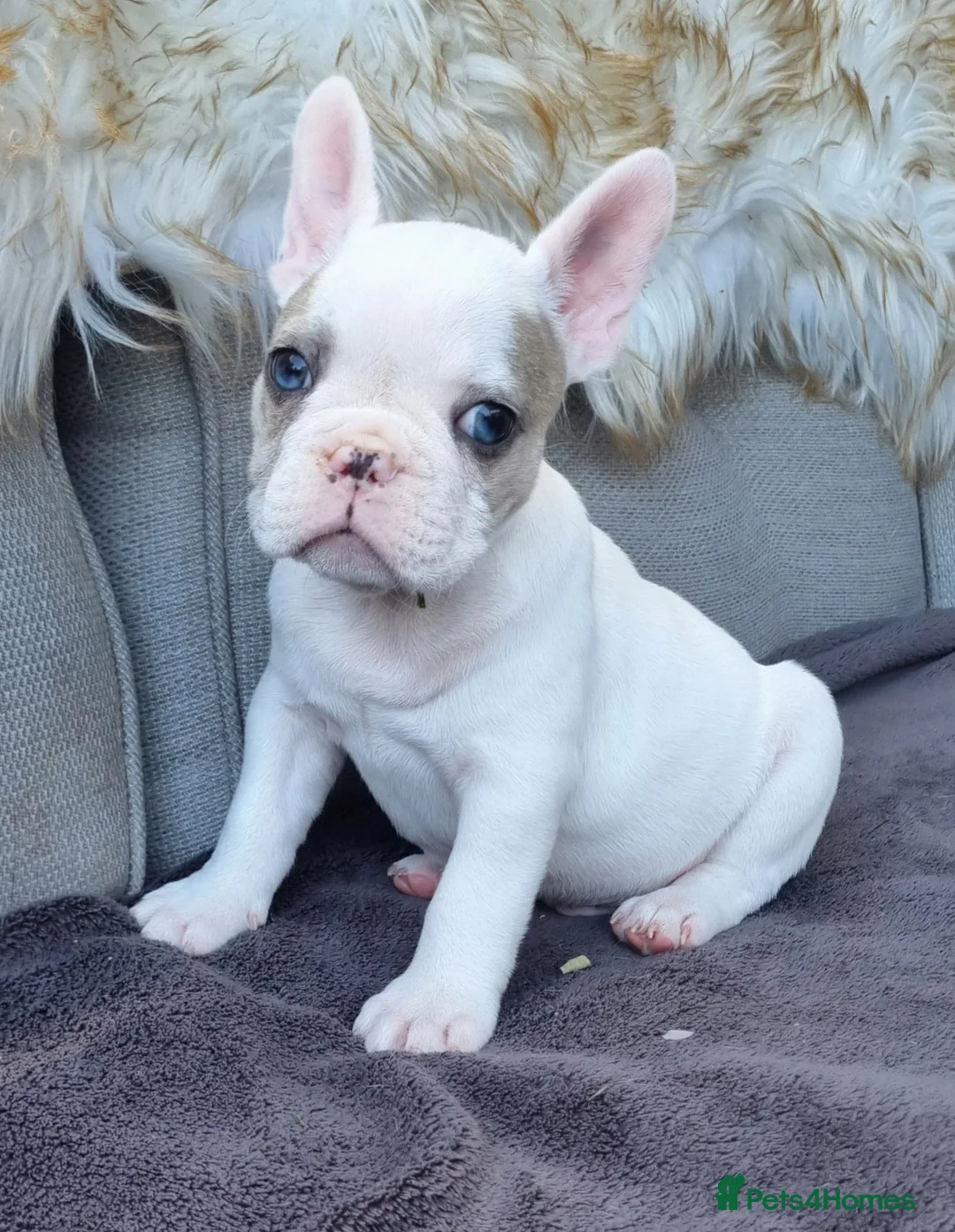 French Bulldog dogs for sale: Stunning White/pied French Bulldogs - Advert 1