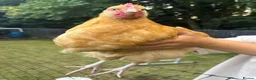 Chickens poultry for sale: 2x Buff Orpington Cockerels looking for a new home - Advert 5