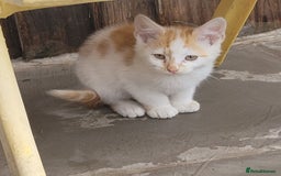Mixed Breed cats for sale: Kittens to be given into homes  - Image 3