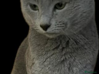 Russian Blue cats Stud 4 saleRussian blue breeding champ/ bloodlin - Advert 1