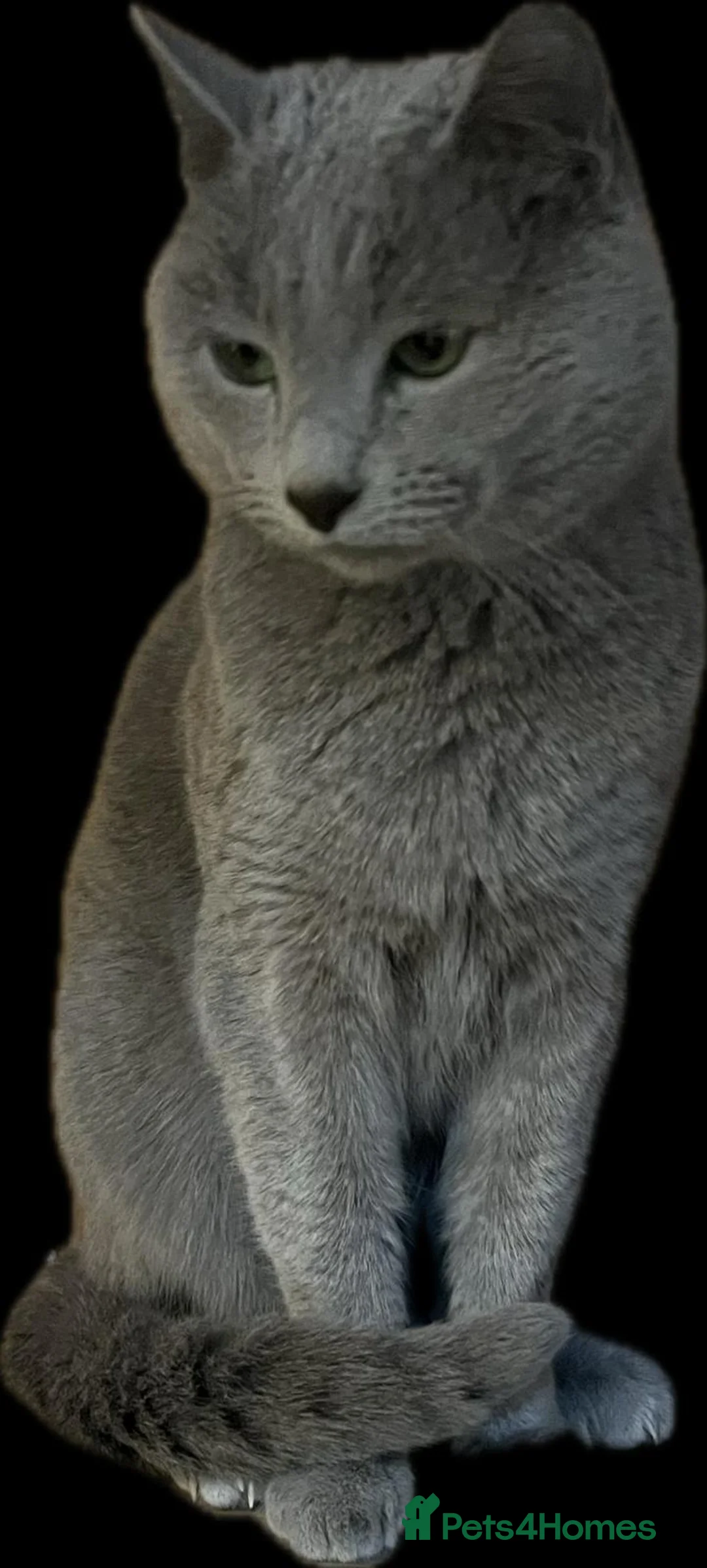 Russian Blue cats for sale: Stud 4 saleRussian blue breeding champ/ bloodlin - Advert 1