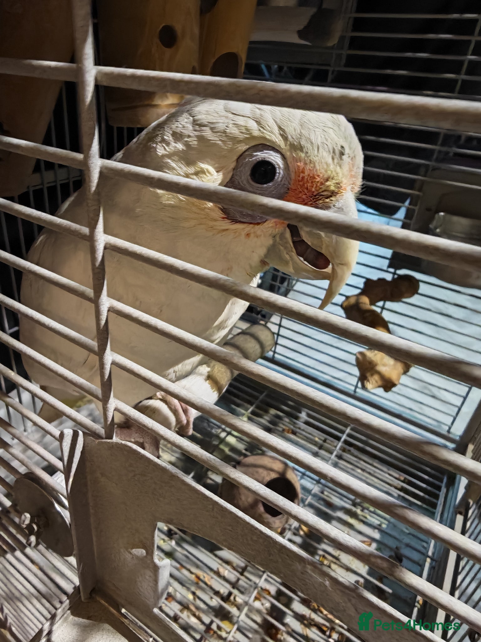 Cockatoo birds for sale: Long Billed Corella - Advert 4