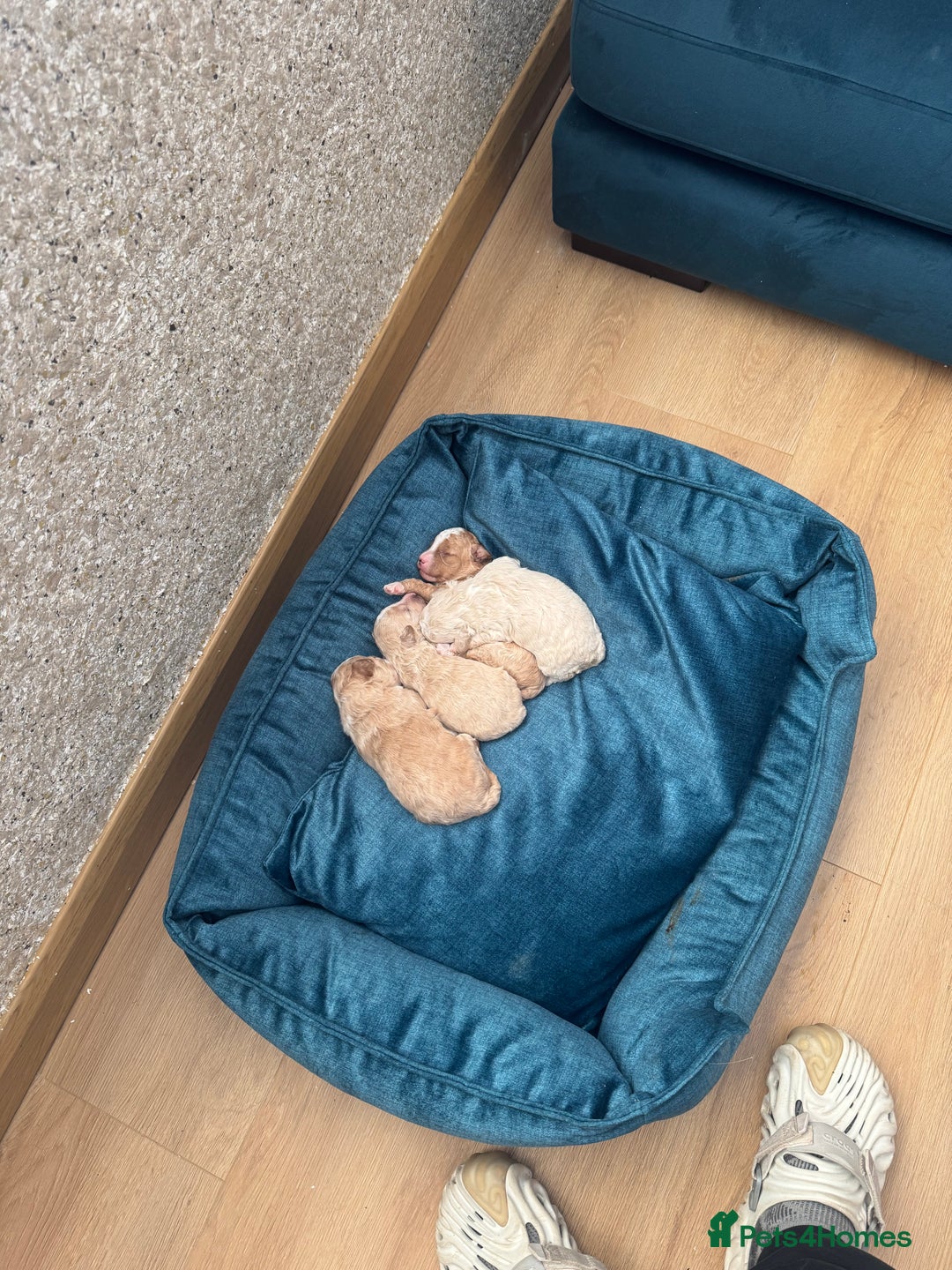 Cavapoo dogs for sale: Beautiful cavapoo puppies  - Image 1