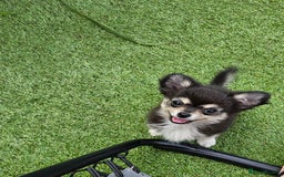Chihuahua dogs for sale: Long coat Stunning K.C Reg. Puppies **READY NOW** - Image 12