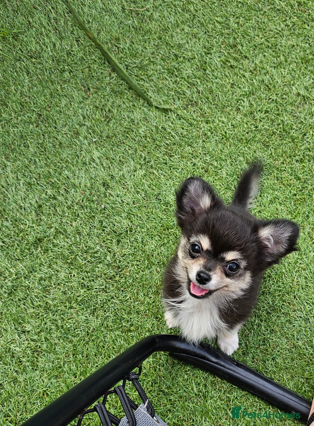Chihuahua dogs for sale: Long coat Stunning K.C Reg. Puppies **READY NOW** - Image 12