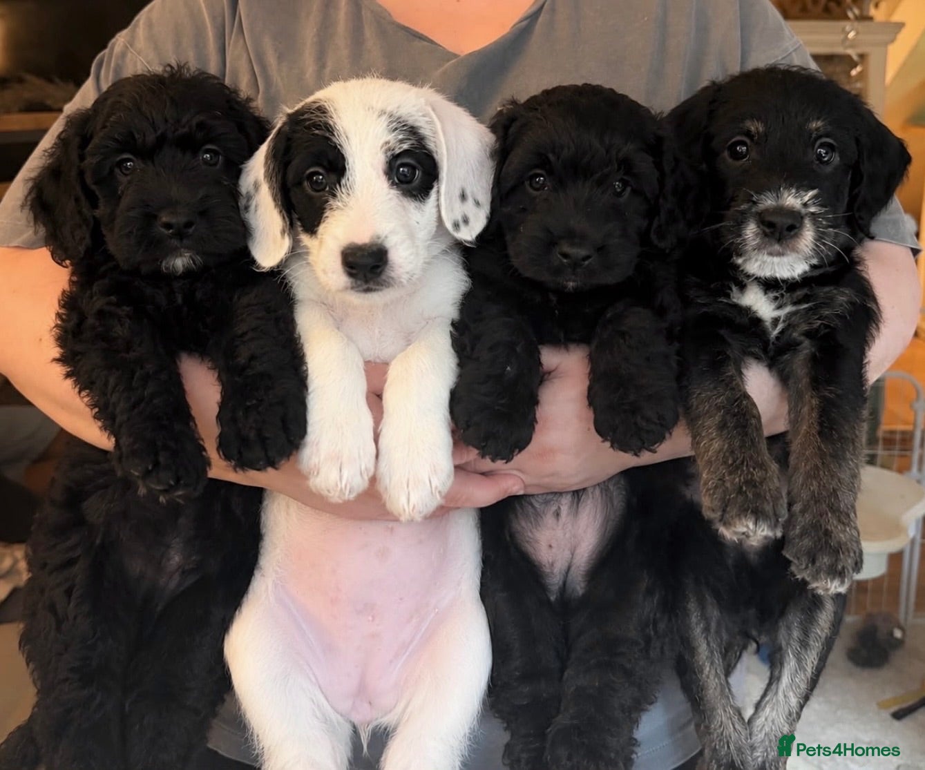 Mixed Breed dogs Miniature Poodle Cross Puppies – 4 Remaining - Advert 1