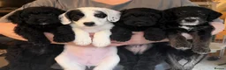 Mixed Breed dogs for sale: Miniature Poodle X French Bulldog Puppies - Advert 5