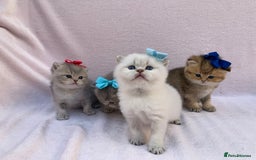 British Shorthair cats for sale: 💕Pedigree GCCF blue golden British shorthair - Image 10