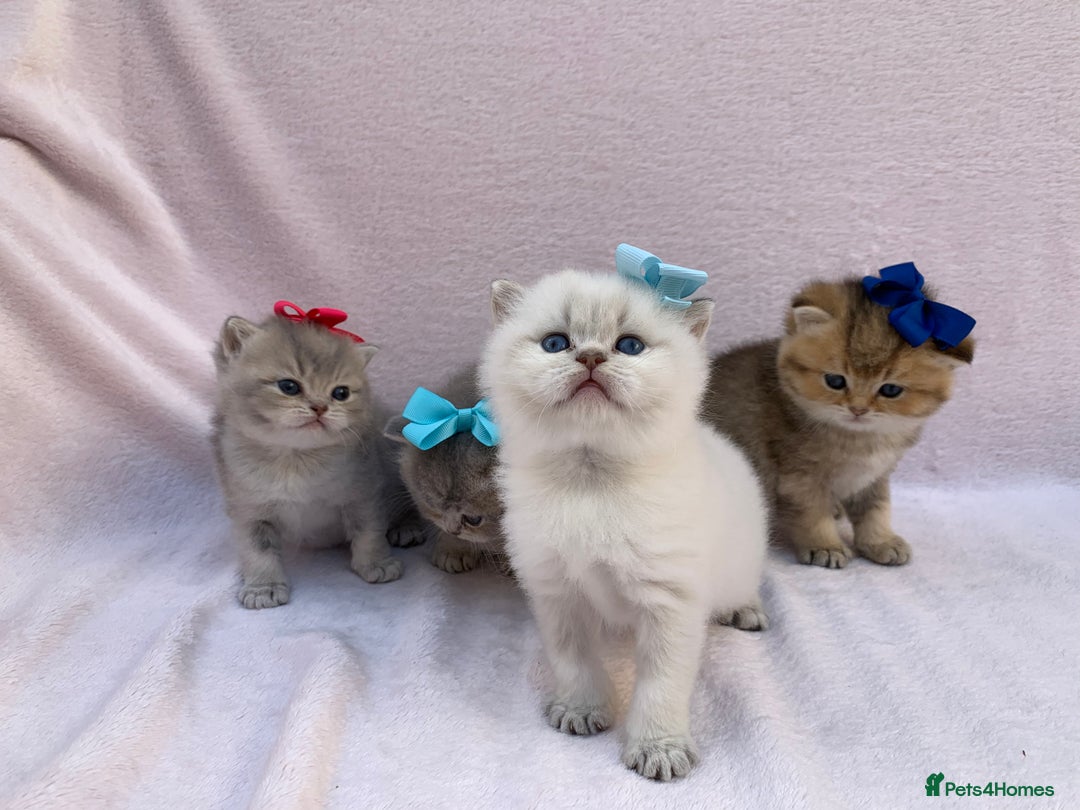 British Shorthair cats for sale: 💕Pedigree GCCF blue golden British shorthair - Image 10