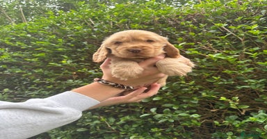 Cocker Spaniel dogs - Advert 5