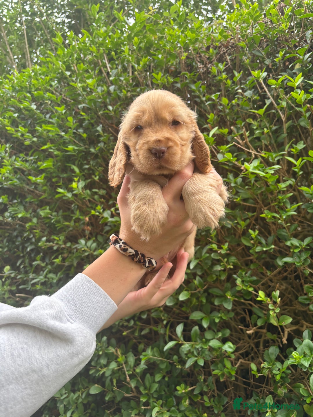 Cocker Spaniel dogs for sale: Beautiful Show Type Cocker Spaniel Pups - Image 3