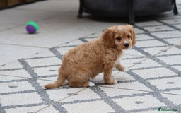 Cavapoo dogs for sale: F1 Cavapoo puppies for sale - Image 14