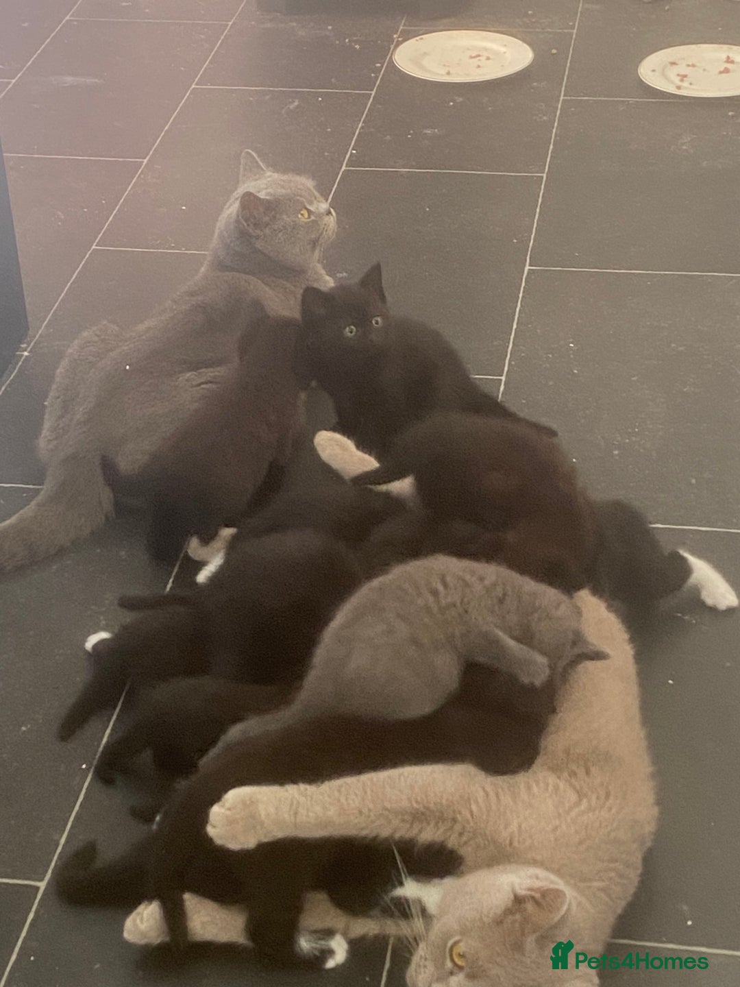 Mixed Breed cats for sale: ✨ Last 3 Adorable Mixed British Shorthair ✨ - Image 9
