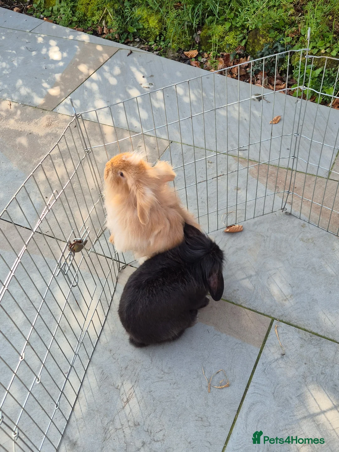 Lionhead rabbits for sale: 2 pure bred lionhead rabbits perfectly healthy - Advert 2