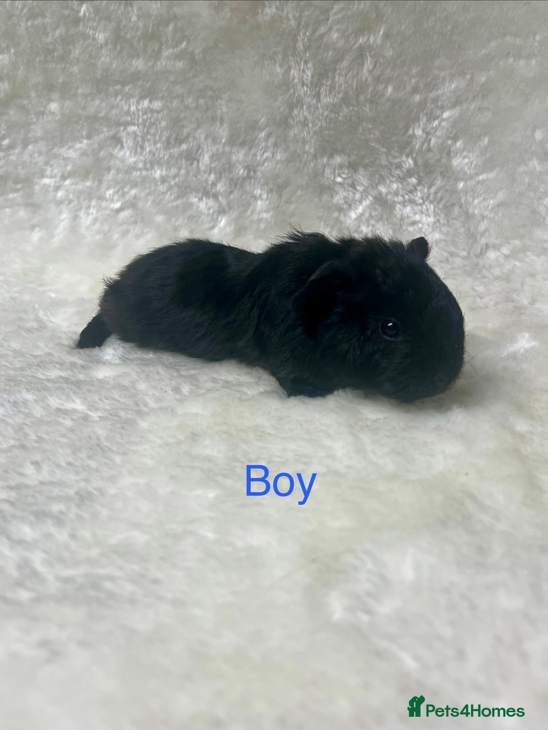 Guinea Pig rodents for sale: Beautiful well handled guinea pig babies - Advert 15