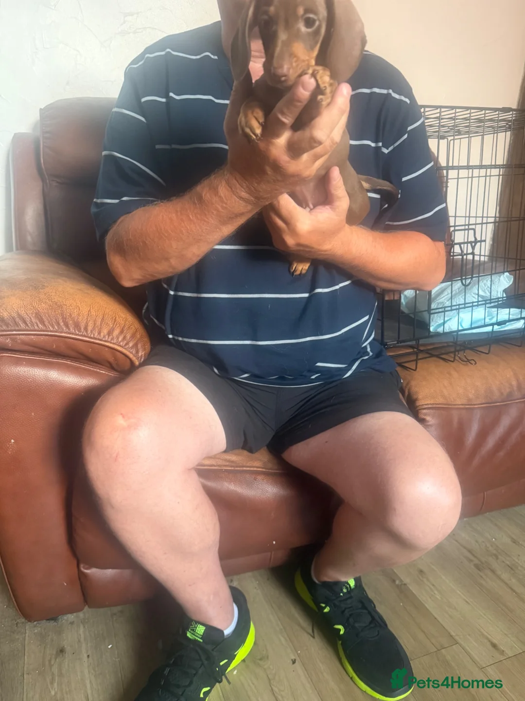 Miniature Dachshund dogs for sale: Miniature dachshund puppies - Advert 1