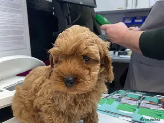 Cockapoo dogs Cockapoo pups - Advert 2