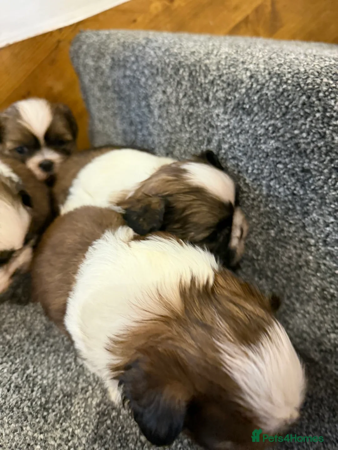 Shih Tzu dogs for sale: Early Spring Shihtzu Puppies  - Advert 6