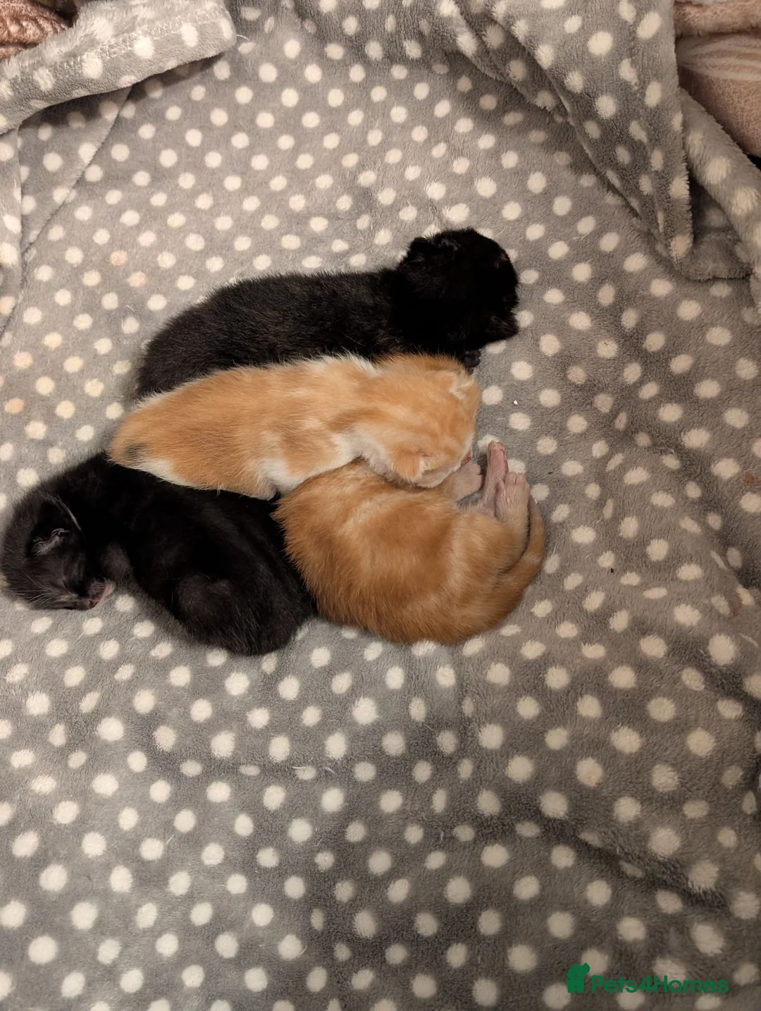 Mixed Breed cats for sale: Gorgeous female Kittens for sale - Advert 14