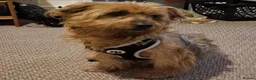 Mixed Breed dogs for sale: Baxter  - Advert 2