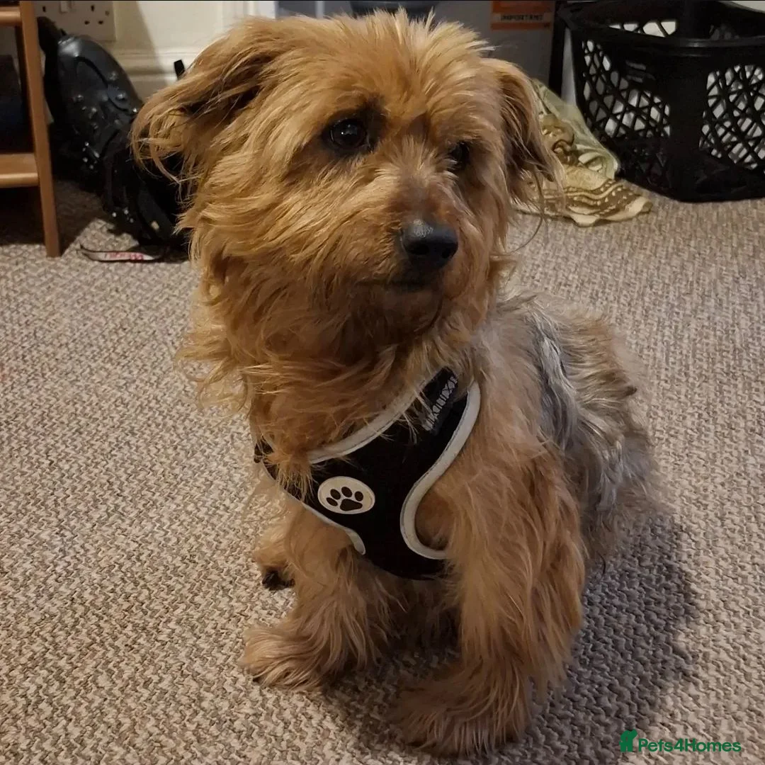 Mixed Breed dogs for sale: Baxter  - Advert 2