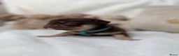 Pug dogs for sale: 3rd generation pugs health tested parents  - Advert 8