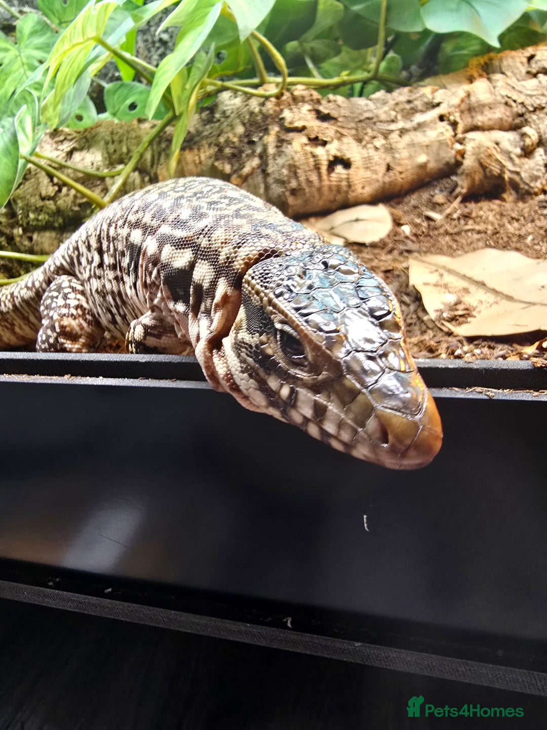 Monitor reptiles for sale: Devil Line Red Tegu Female CB25 - Advert 5