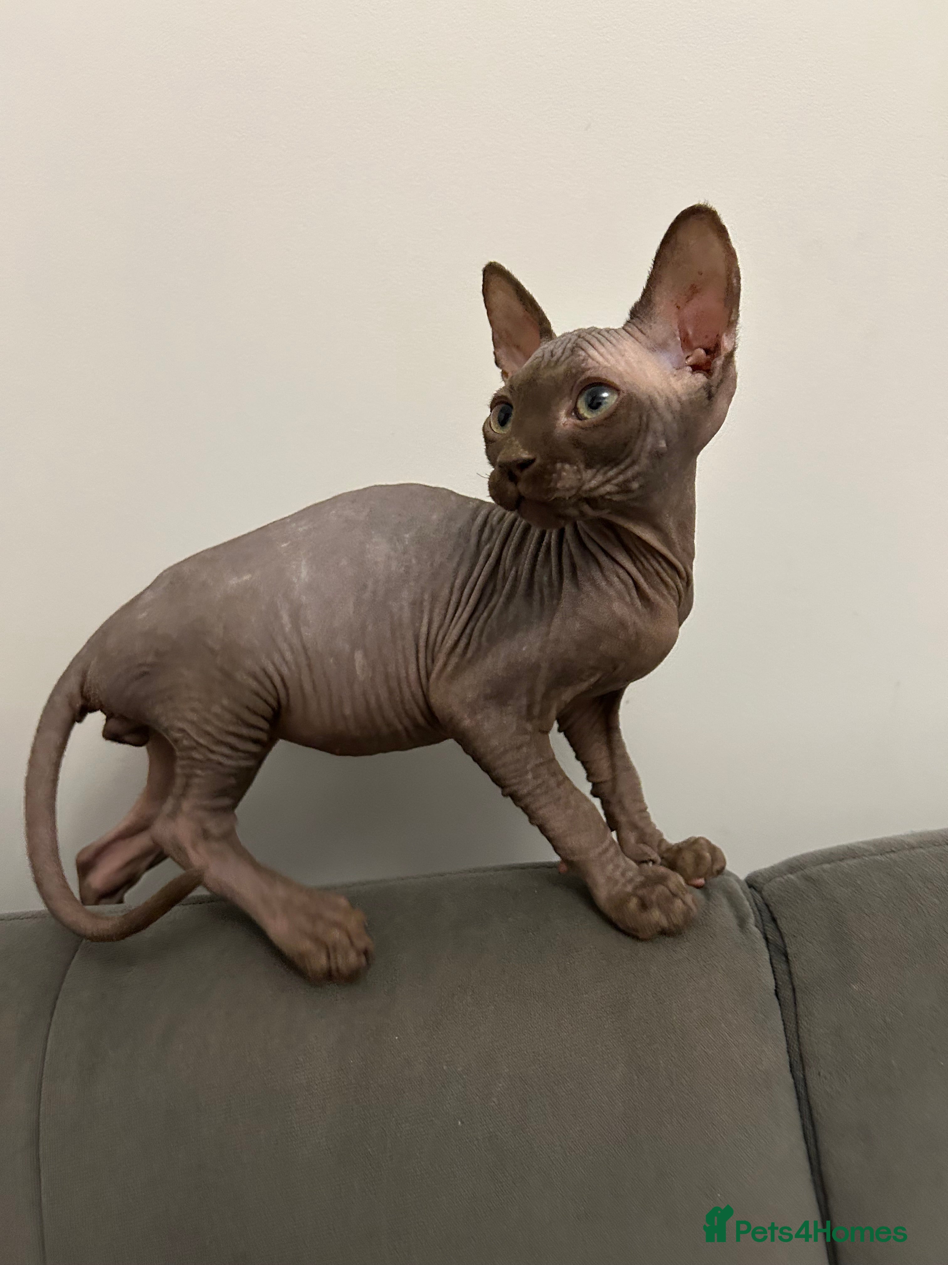 Sphynx cats Adorable Sphynx Kitten for sale - Advert 3