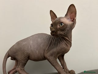 Sphynx cats Adorable Sphynx Kitten for sale - Advert 4