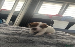 Jack Russell dogs for sale: Jack Russel puppies  - Image 8