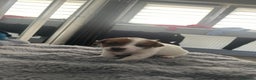Jack Russell dogs for sale: Jack Russel puppies  - Advert 8