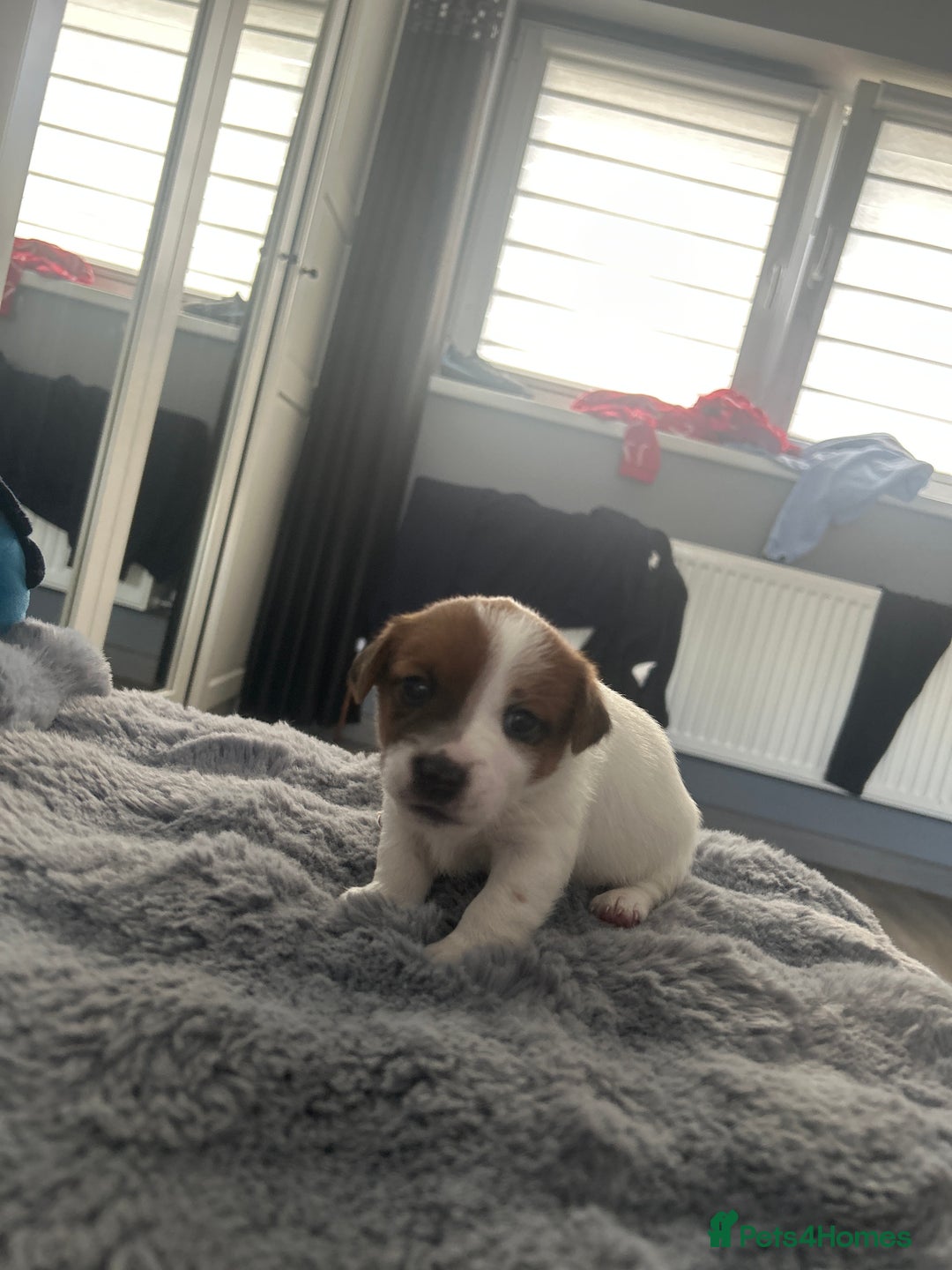 Jack Russell dogs for sale: Jack Russel puppies  - Image 8