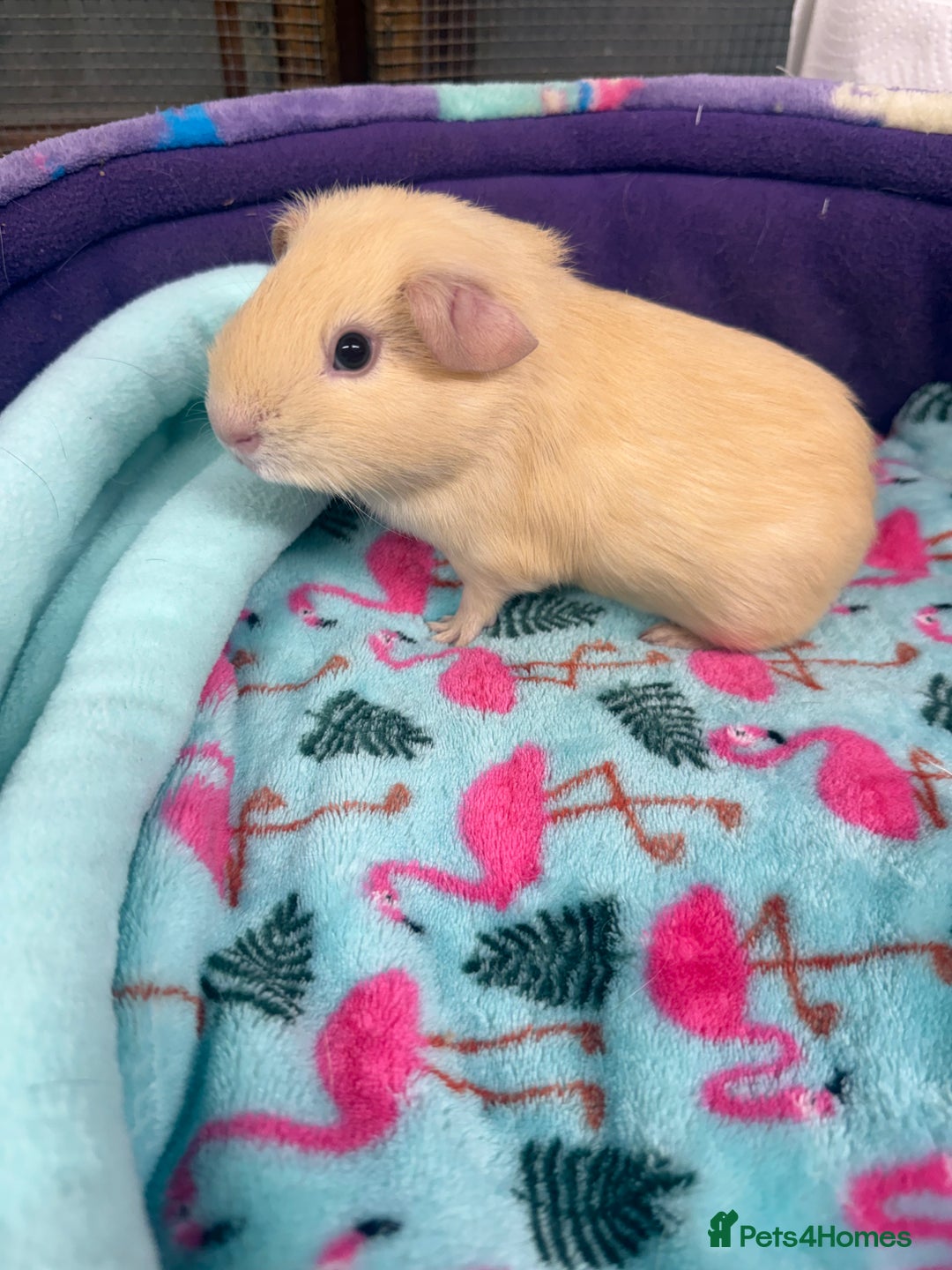 Guinea Pig rodents for sale: Super sweet purebred baby guinea pigs  - Advert 10
