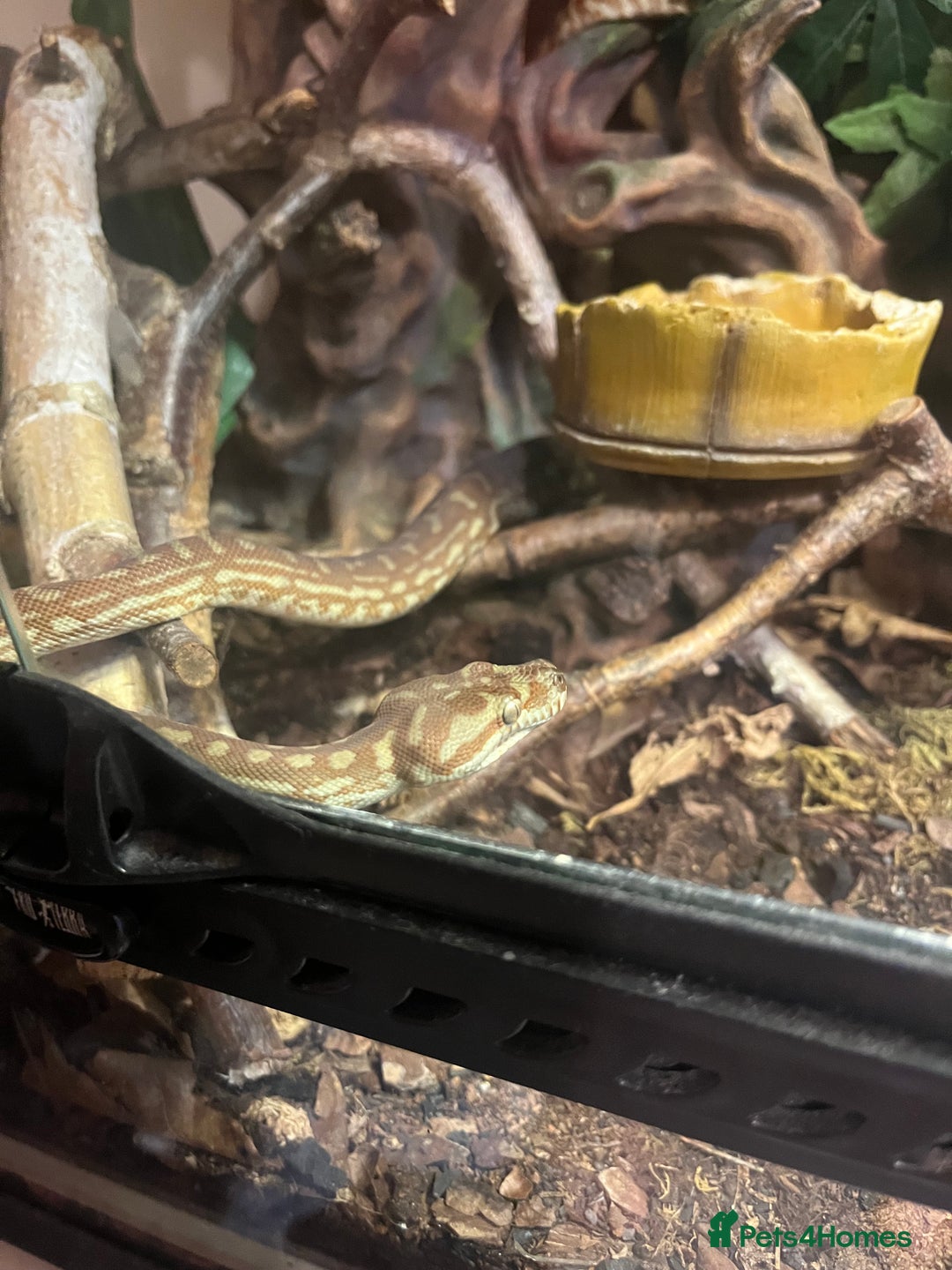 Python Snake reptiles for sale: Hypo Bredli Python - Image 1