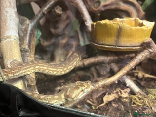 Python Snake reptiles - Advert 35