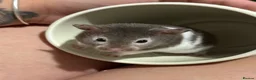 Hamster rodents for sale: Super Friendly Male Syrian And Set Up - Advert 4