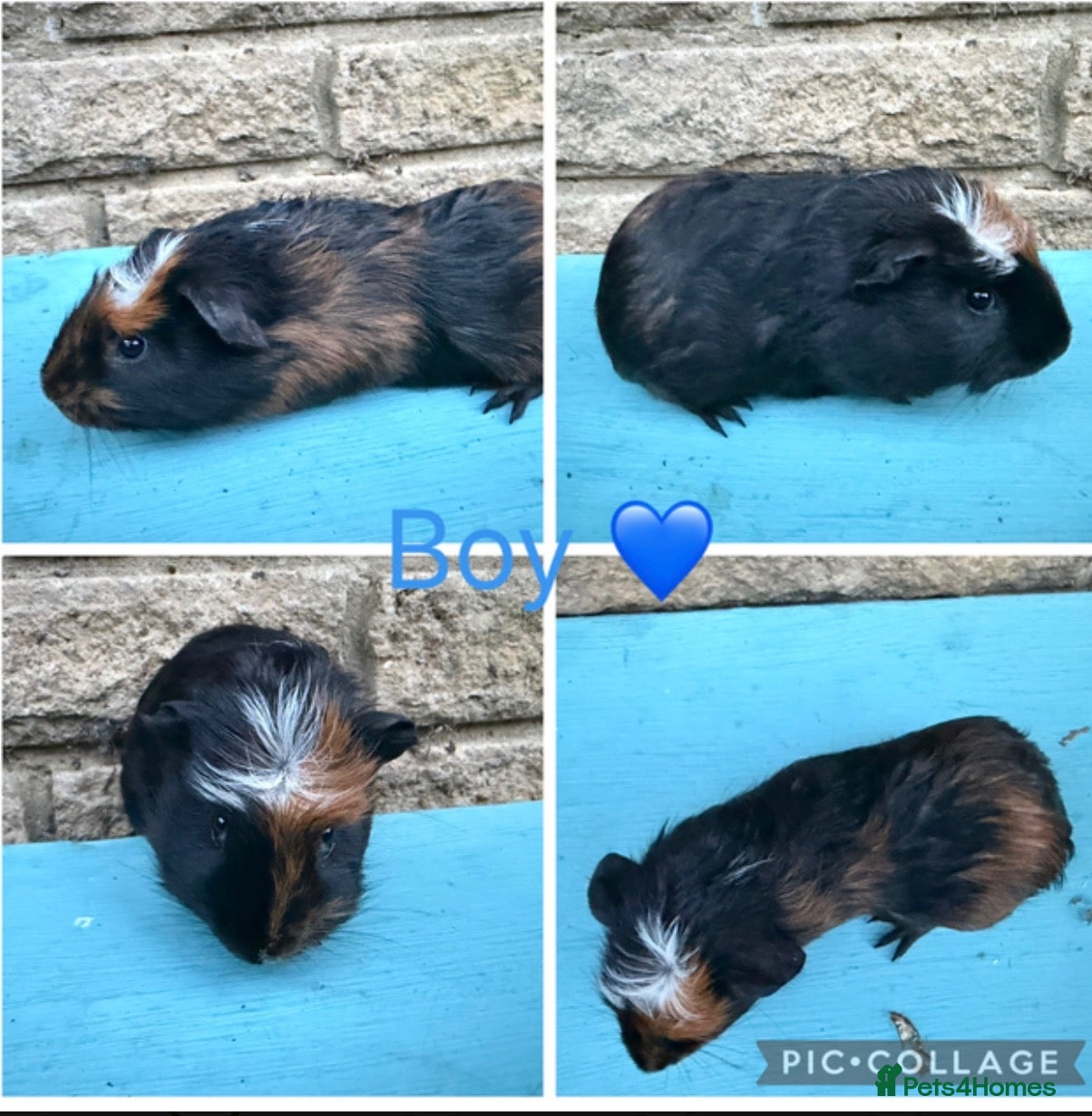 Guinea Pig rodents Gorgeous Guinea pigs looking for new laps 🥰 - Advert 5