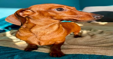 Miniature Dachshund dogs Pixie: The Little Dog Who Escaped the Darkness - Advert 8