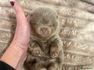 Pomeranian dogs RARE LILAC POMERANIANS - Advert 3