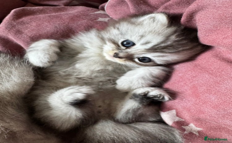 Persian cats - Advert 1