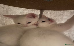 Turkish Angora cats for sale: Stunning Turkish Angora Kittens – Ready Now! 🐾 - Image 18
