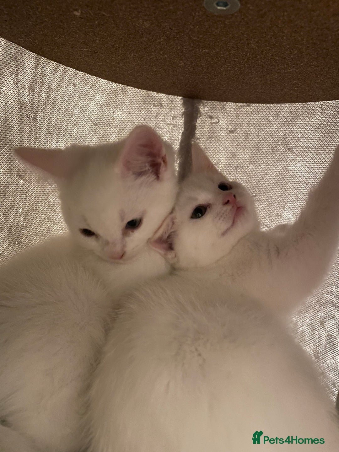 Turkish Angora cats for sale: Stunning Turkish Angora Kittens – Ready Now! 🐾 - Image 18