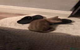 British Shorthair cats for sale: Last beautiful little British short haired boy  - Image 5