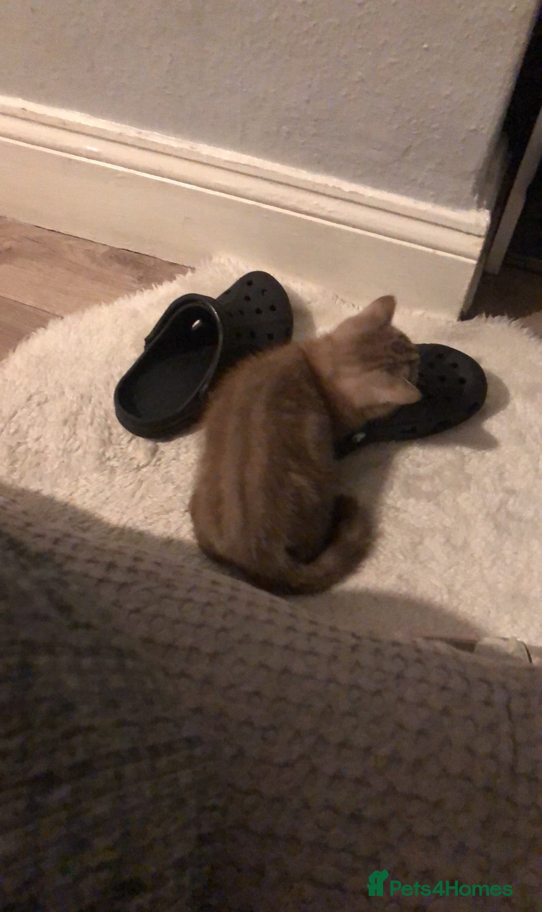 British Shorthair cats for sale: Last beautiful little British short haired boy  - Image 5