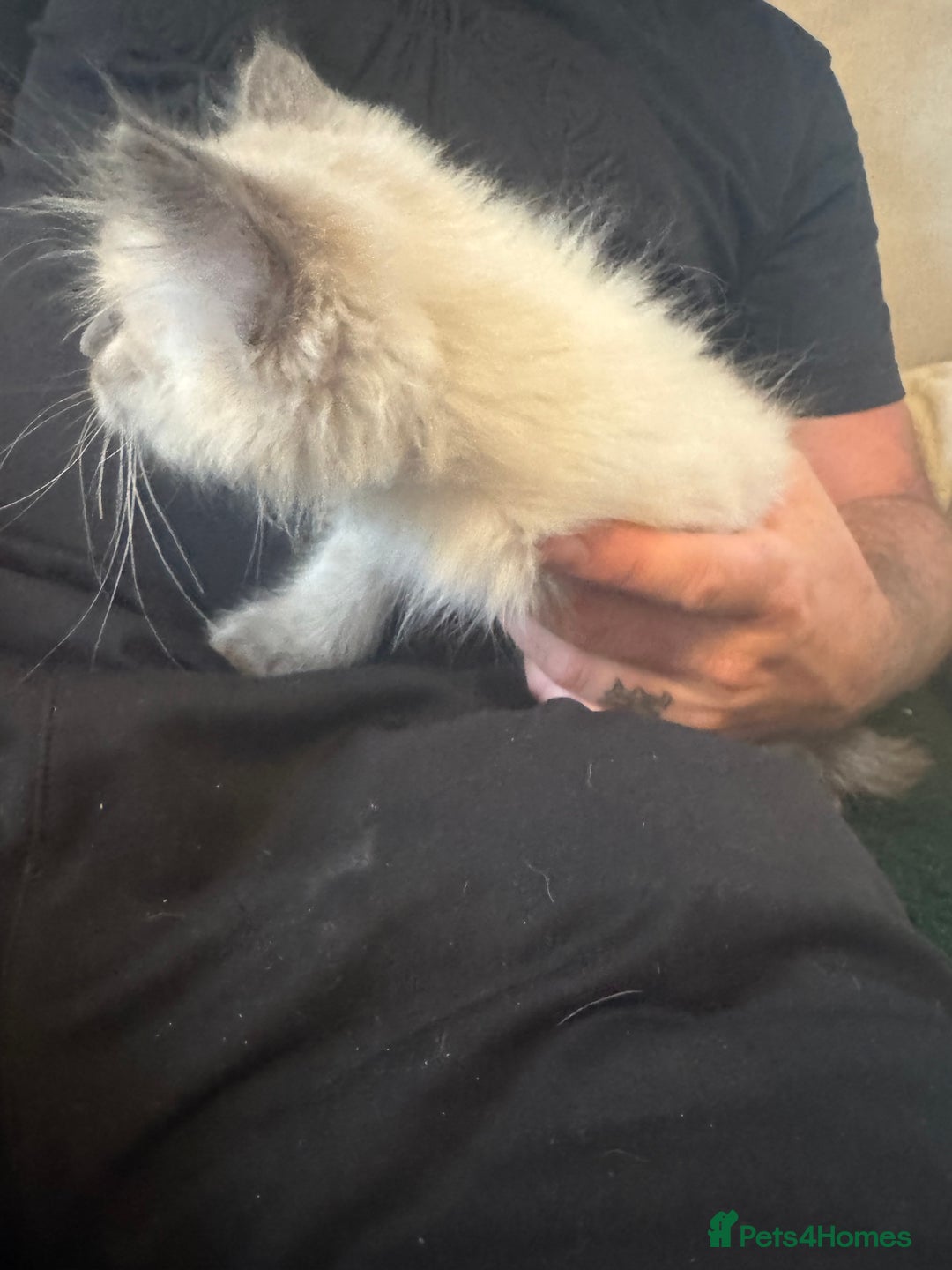 Ragdoll cats for sale: Reduced! Ragdoll kittens ready for new homes now!  - Image 9