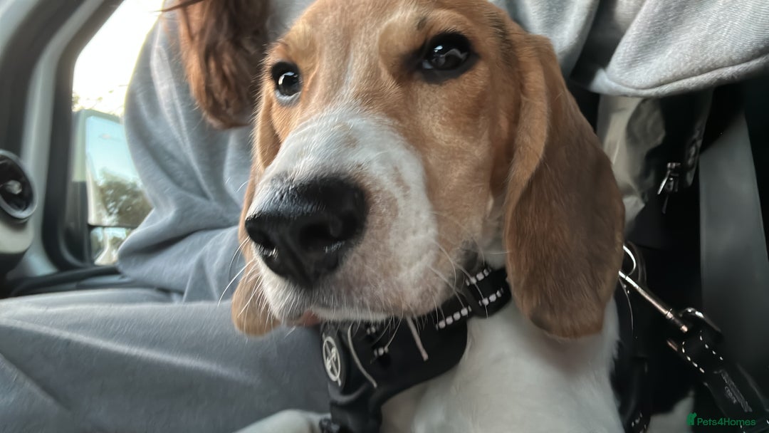 Beagle dogs for sale: Beagle - 8 months  - Advert 1