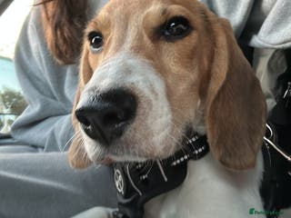 Beagle dogs Beagle - 8 months - Advert 1